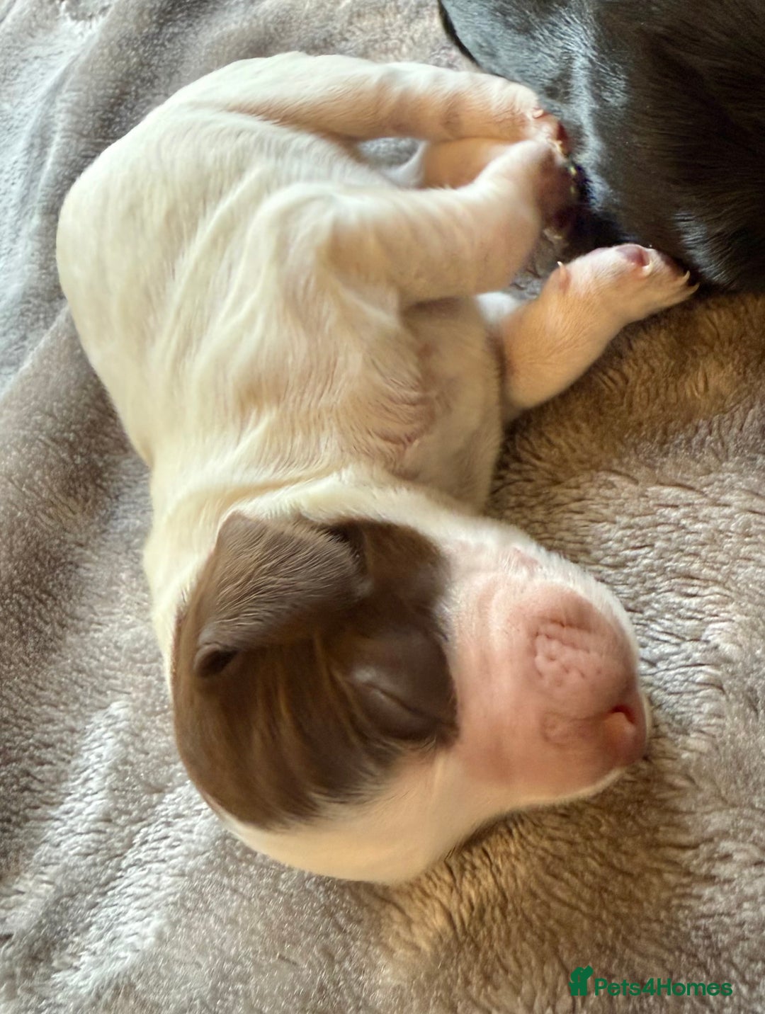 Cocker Spaniel dogs for sale: 7 cocker spaniel puppies for sale  - Advert 12