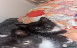 Mixed Breed cats for sale: 4 KITTENS  **  !! 🩷🩷 - Image 12