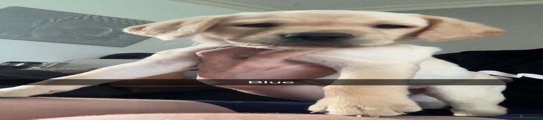 Labrador Retriever Puppy 2