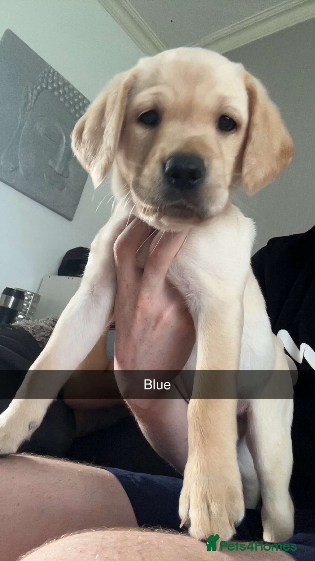 Labrador Retriever dogs for sale: Labrador puppy with papers  - Image 5