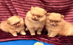 Pomeranian dogs for sale: Pom puppies ready now x - Image 6