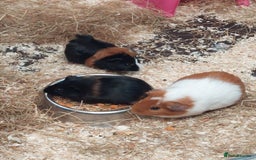Guinea Pig rodents for sale: Three gorgeous male baby Guinea Pigs  - Image 4