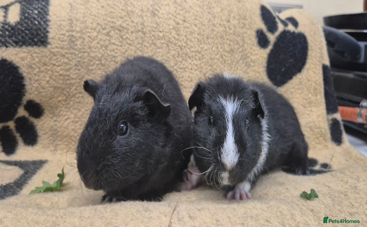 Guinea Pig rodents - Advert 3