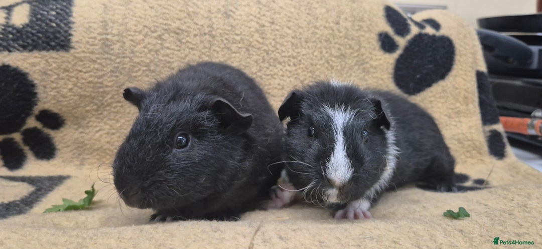 Guinea Pig rodents for sale: 2 brother guinea pigs 10 weeks - Image 1