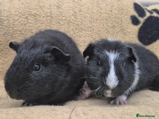 Guinea Pig rodents - Advert 5