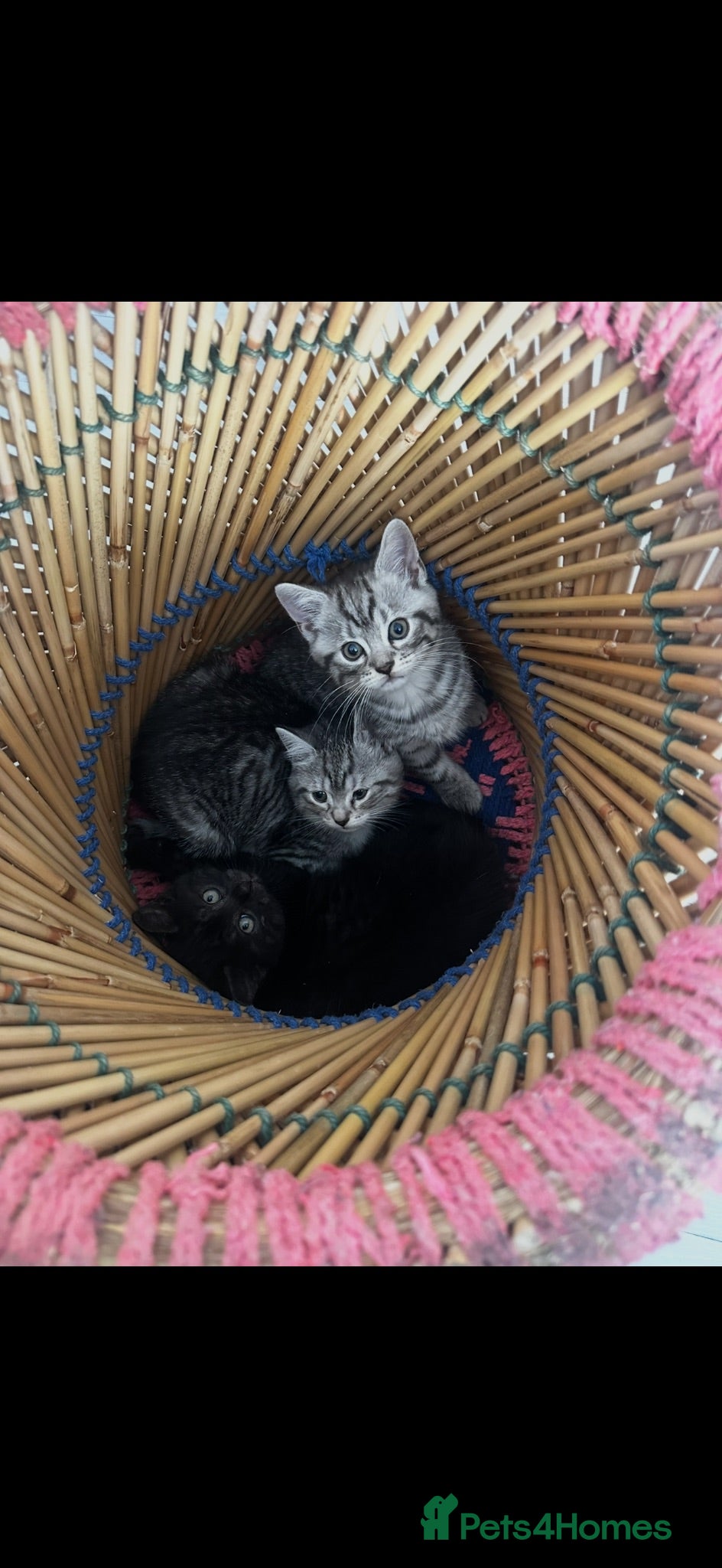 Scottish Fold cats Scottish straight kittens for sale  - Advert 12