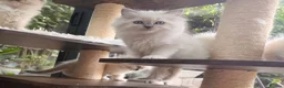 Ragdoll cats for sale: 🏆Sired by Imperial Grand Champion TICA REGISTERED - Advert 14