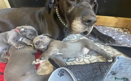 Great Dane dogs for sale: KC registered Great Danes  blues & black - Image 19
