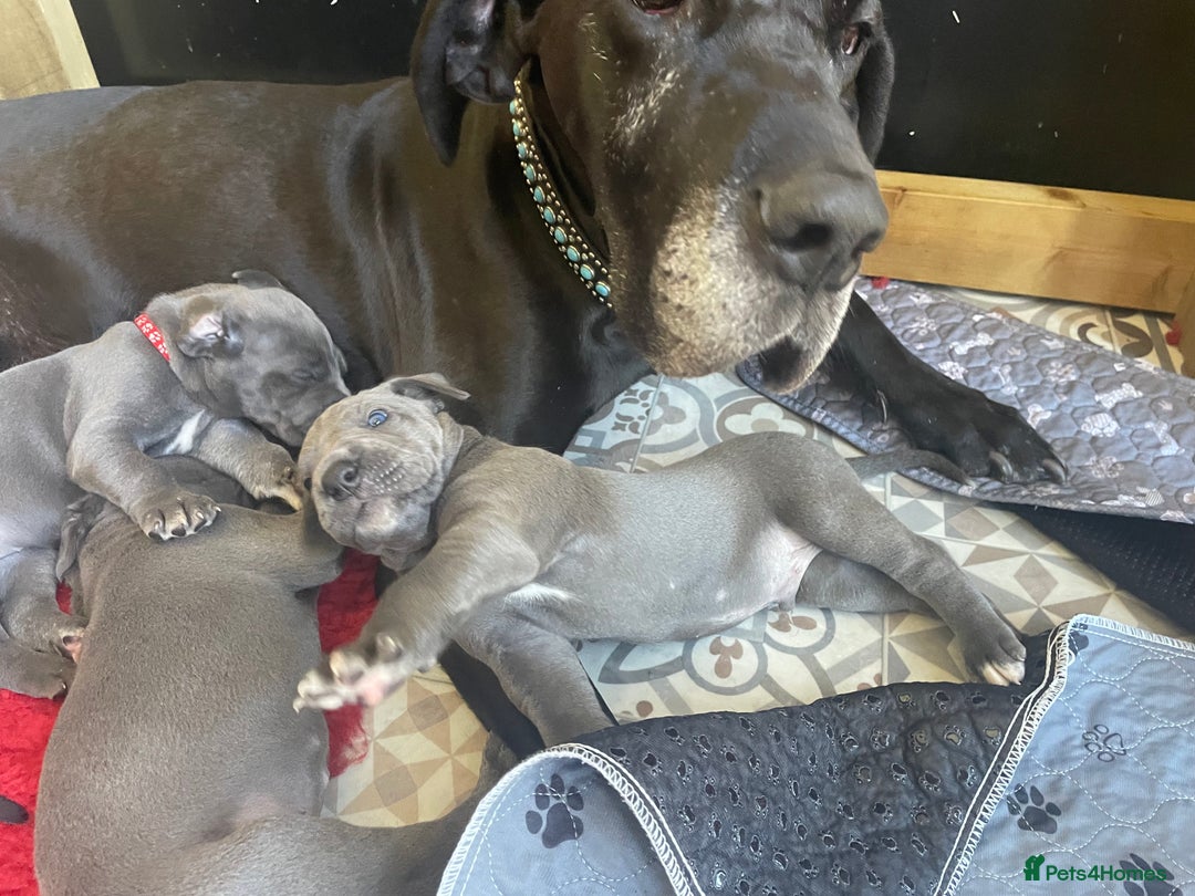 Great Dane dogs for sale: KC registered Great Danes  blues & black - Image 19