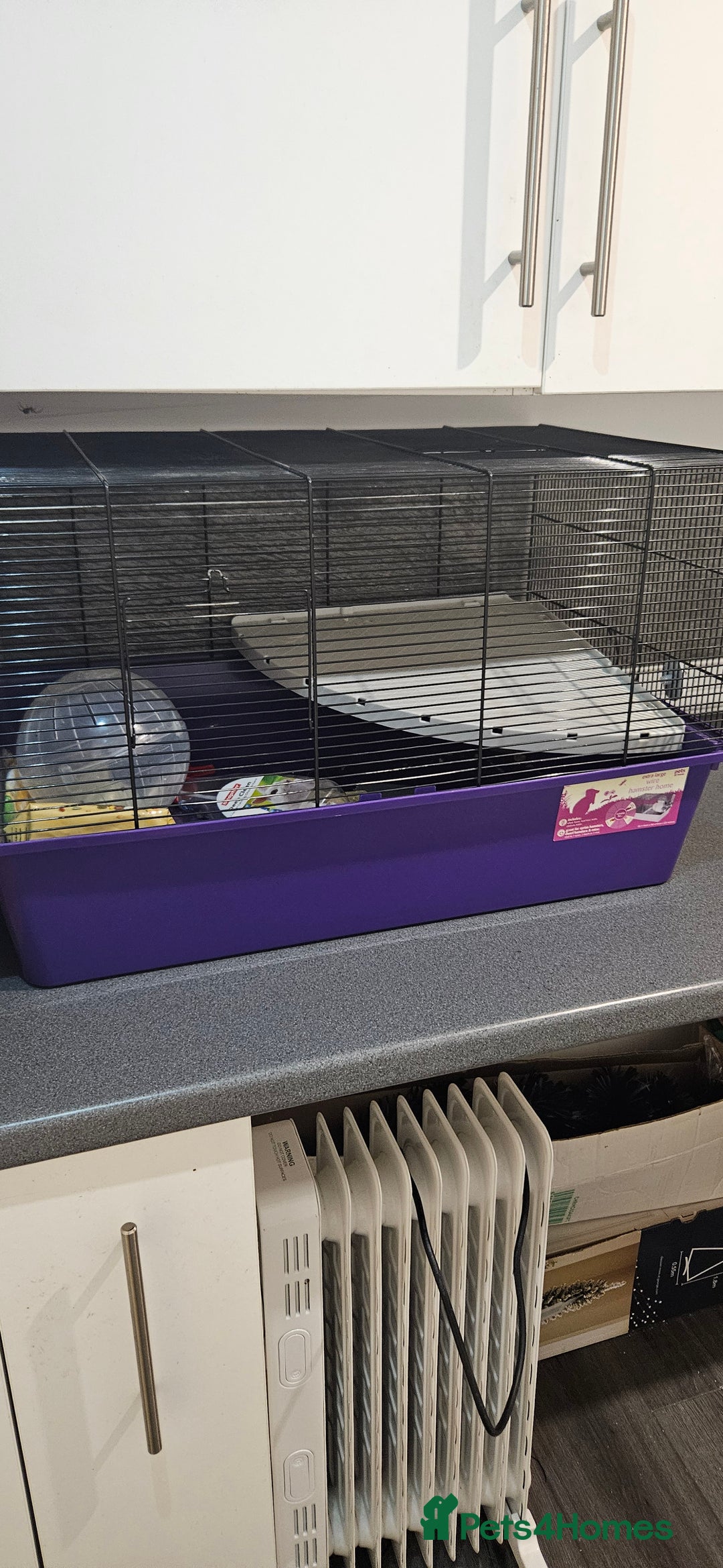 Gerbil rodents for sale: Single male gerbil  - Image 5