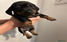 Dachshund dogs for sale: 5 stunning Dachshund puppies - Image 21