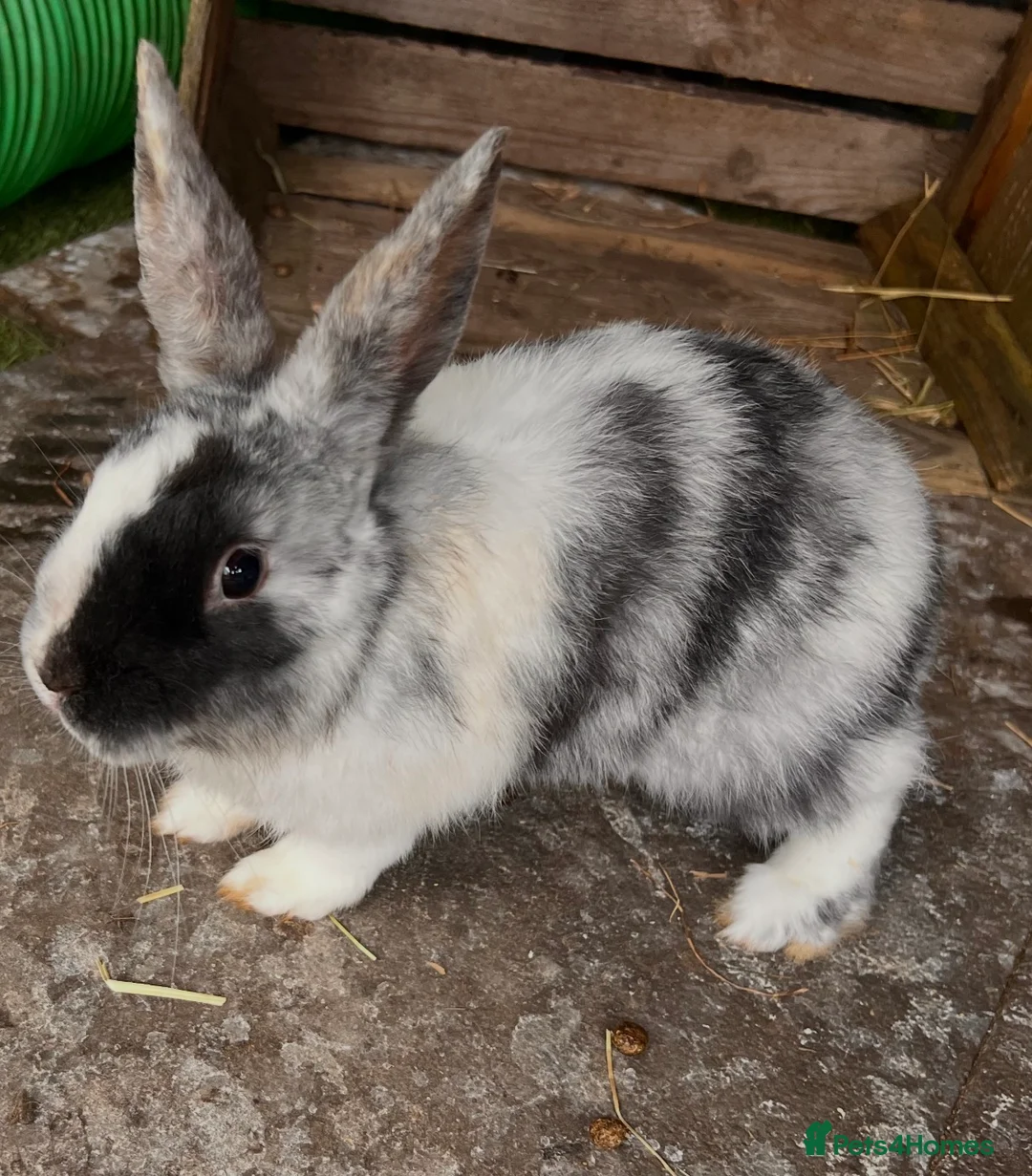 Mini Lop rabbits for sale: HARLEQUIN MINI LOPS in Otley - Advert 1