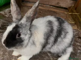 Mini Lop rabbits HARLEQUIN MINI LOPS - Advert 1
