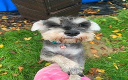 Miniature Schnauzer dogs for sale: Miniature Schnauzer pups - Image 1