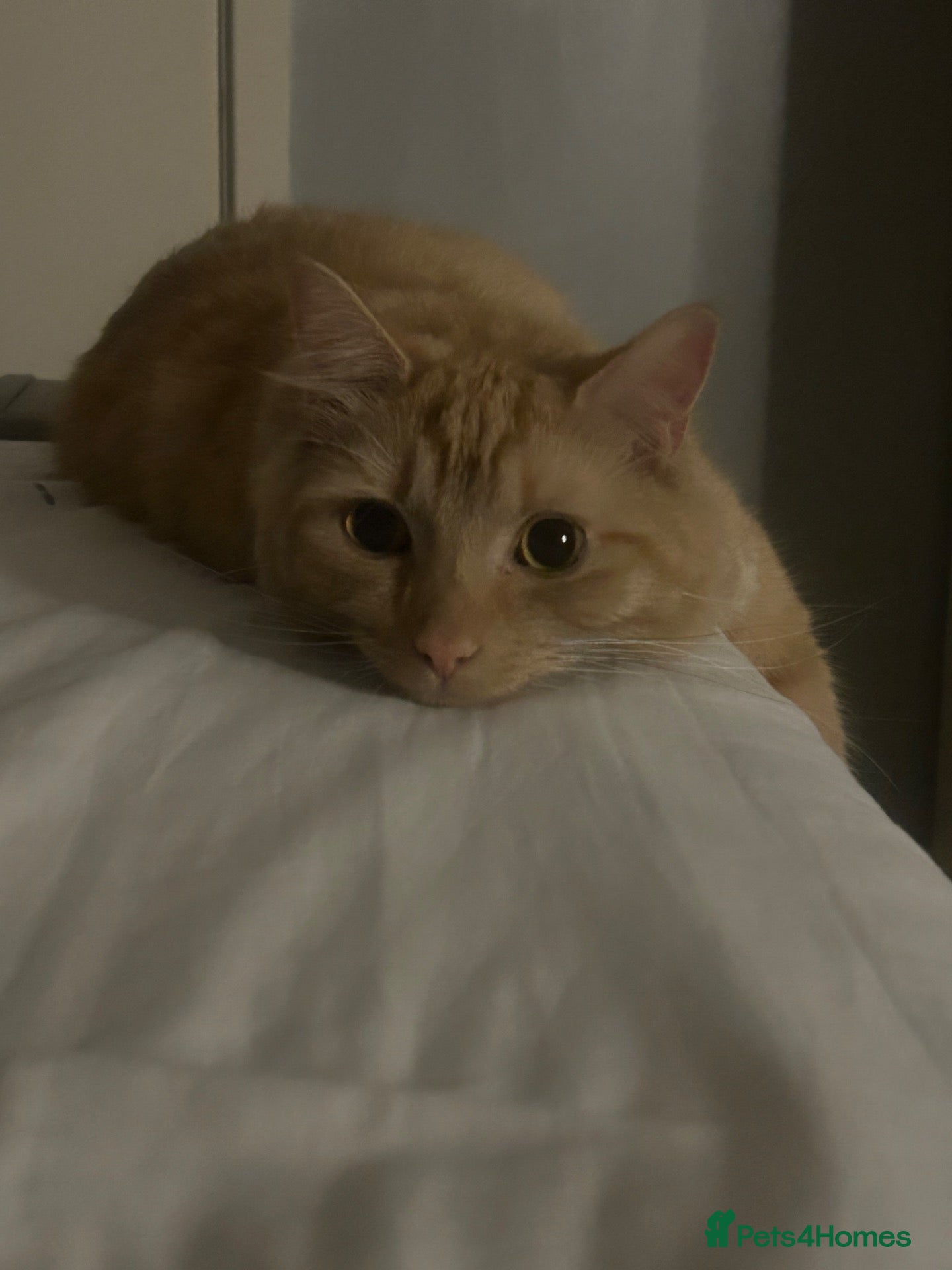 Mixed Breed cats for sale: Simba - Advert 1