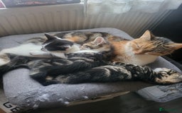 Mixed Breed cats for sale: Playful Kittens - Image 3