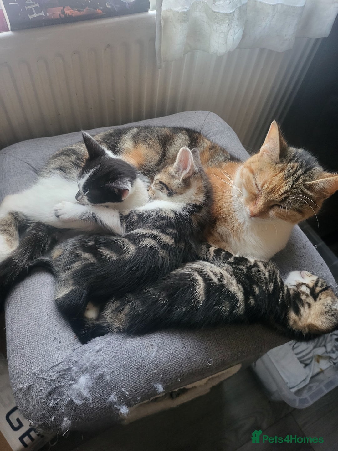 Mixed Breed cats for sale: Playful Kittens - Image 3