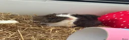 Guinea Pig rodents for sale: Female Guinea Pigs in Hartlepool - Advert 3