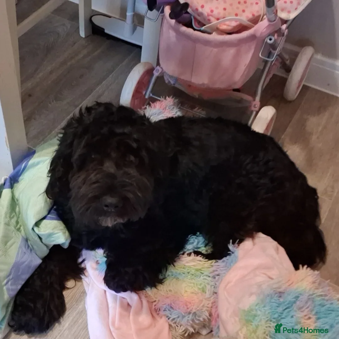 Mixed Breed dogs for sale: Beautiful girl looking for her forever home - Advert 2