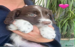 Border Collie dogs for sale: Beautiful Border Collie x Springer Spaniel Puppies - Image 9