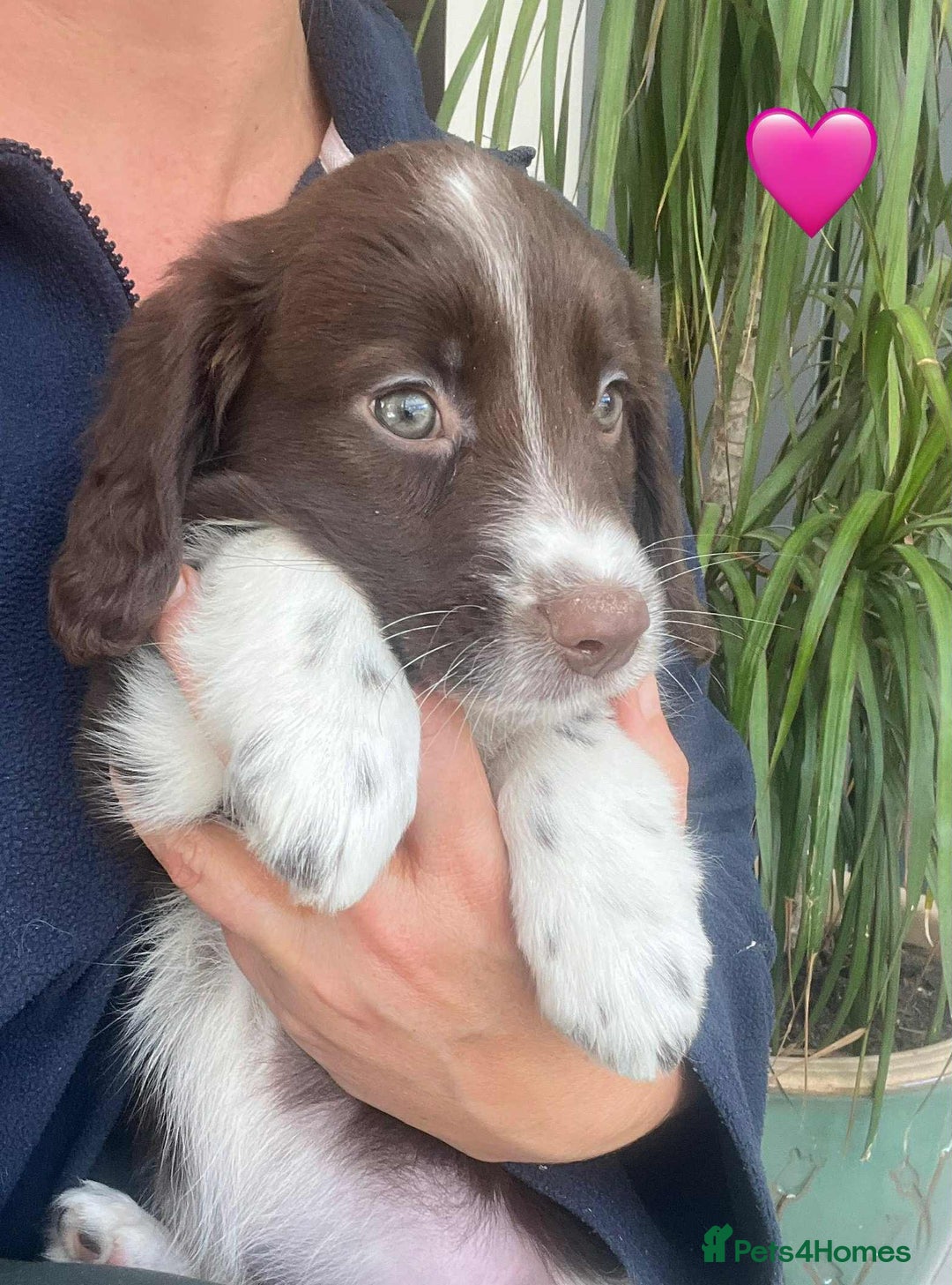 Border Collie dogs for sale: Beautiful Border Collie x Springer Spaniel Puppies - Image 9