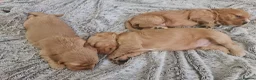 Cocker Spaniel dogs for sale: 3 golden Cocker Spaniels  - Advert 19