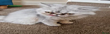 Persian 1