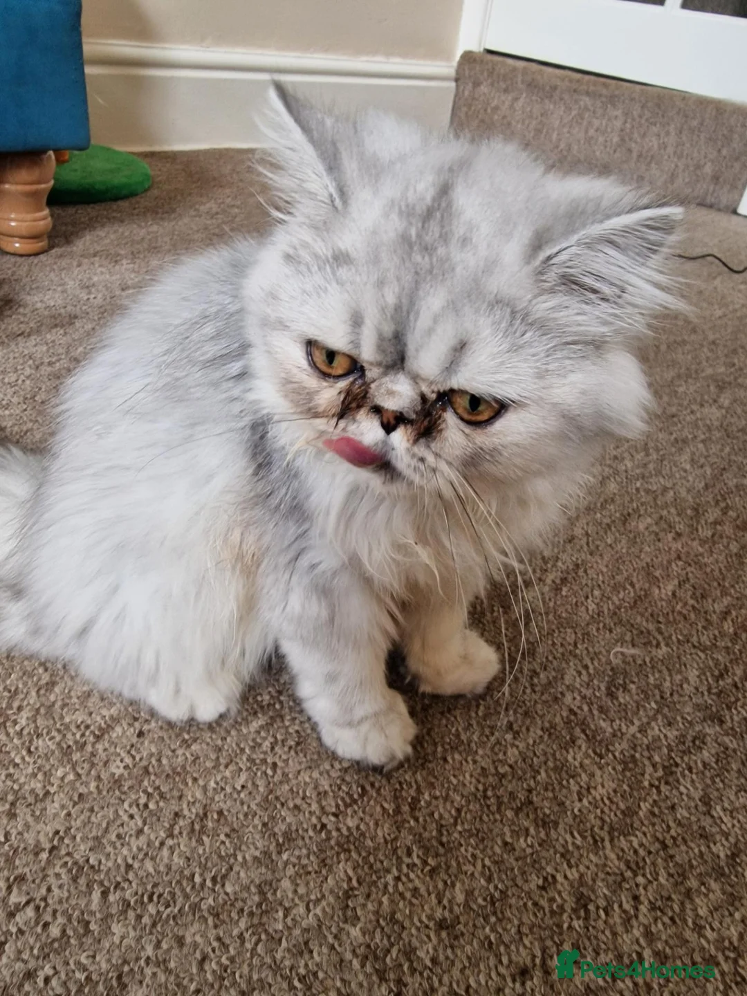 Persian cats for sale: Beautiful Mochi – 7-Month-Old Female Cat  - Advert 1