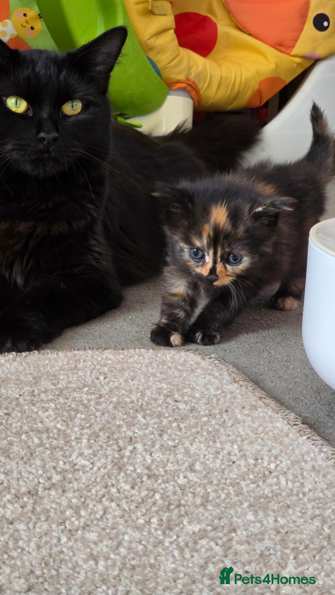 Nebelung cats 1 Beautiful Kitten left!! - Advert 1