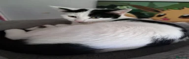 Domestic Shorthair Kitten 4