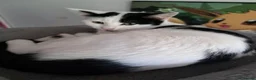 Domestic Shorthair cats for sale: Kittens for sale in Runcorn - Advert 5