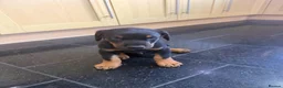 Dobermann dogs for sale: Beautiful Dobermann puppies for sale - Advert 3