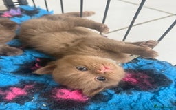 British Shorthair cats for sale: British shorthair kittens  - Image 3
