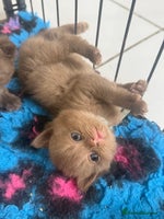 British Shorthair cats - Advert 5