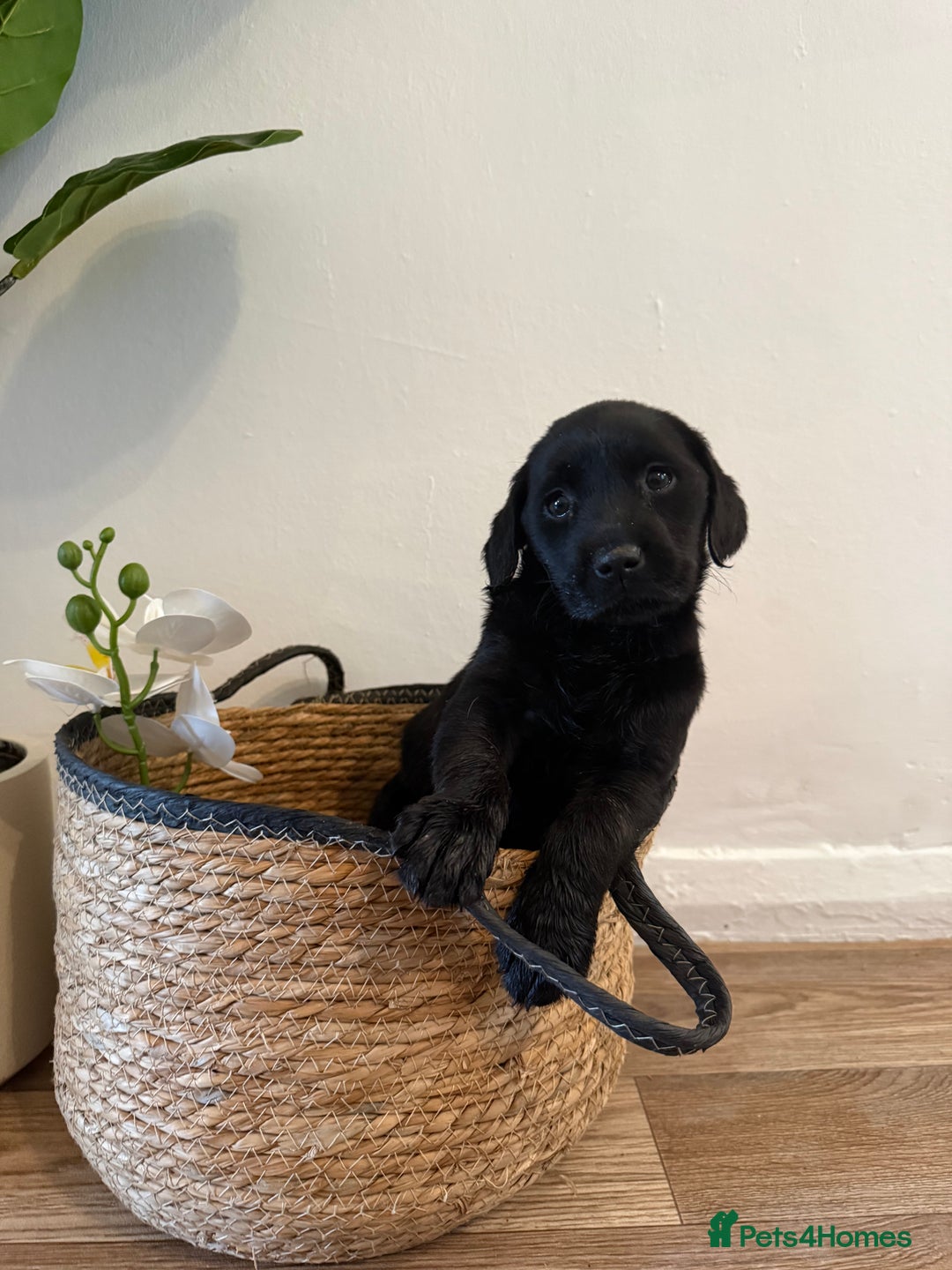 Labrador Retriever dogs for sale: Labrador pups for sale  - Advert 15