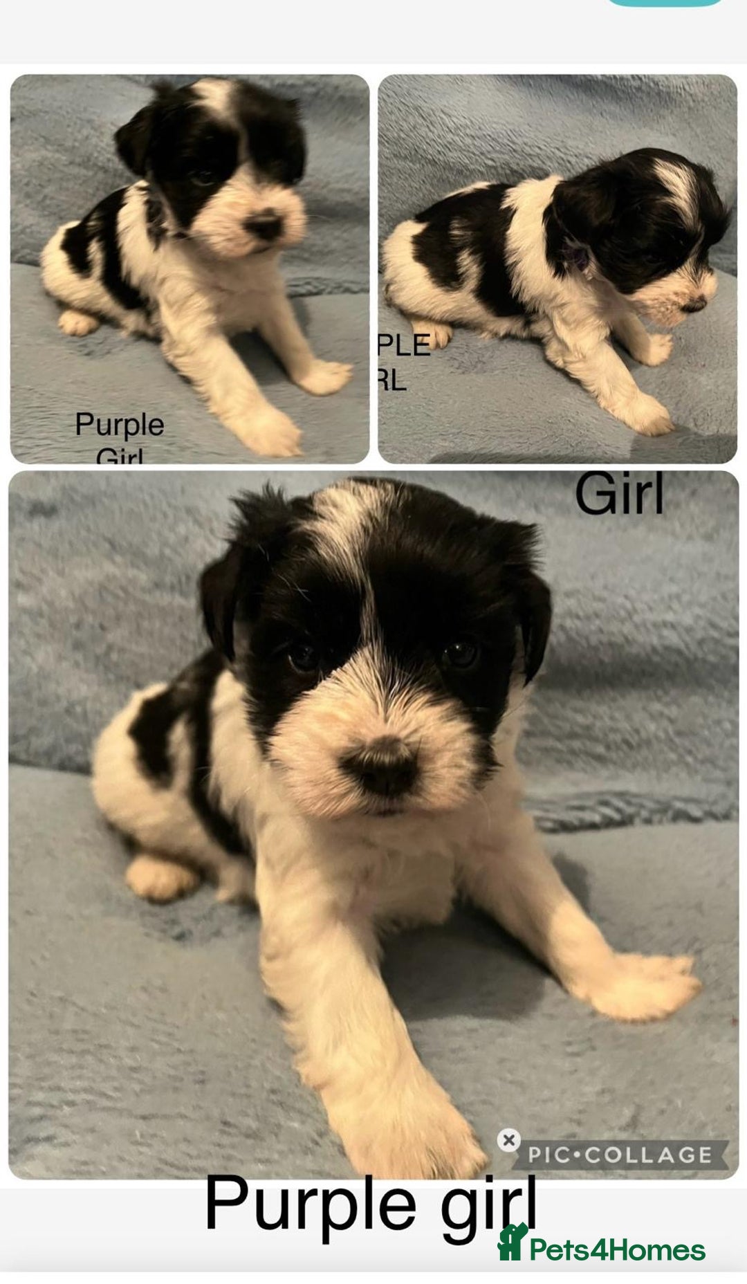 Miniature Schnauzer dogs for sale: OMG ❤️RARE  PEDIGREE PARTI MINIATURE SCHNAUZER  - Advert 9