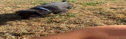 Mixed Breed dogs for sale: Bedlington whippets in Bishop Auckland - Advert 9