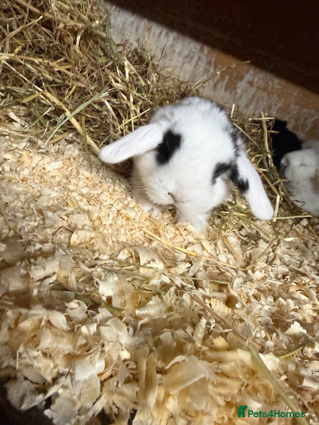 Mini Lop rabbits for sale: Mini lop - Advert 2