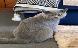 British Shorthair cats for sale: Adorable British Shorthair  - Image 8