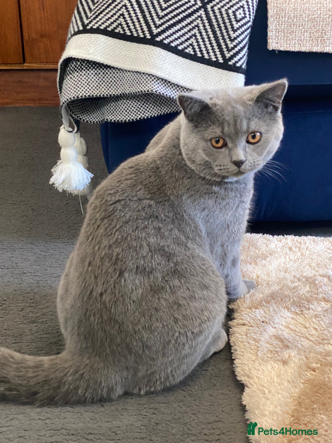 British Shorthair cats for sale: Adorable British Shorthair  - Image 8