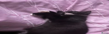 Mixed Breed 1