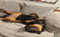 Rottweiler dogs for sale: Beautiful Rottweiler  - Image 4