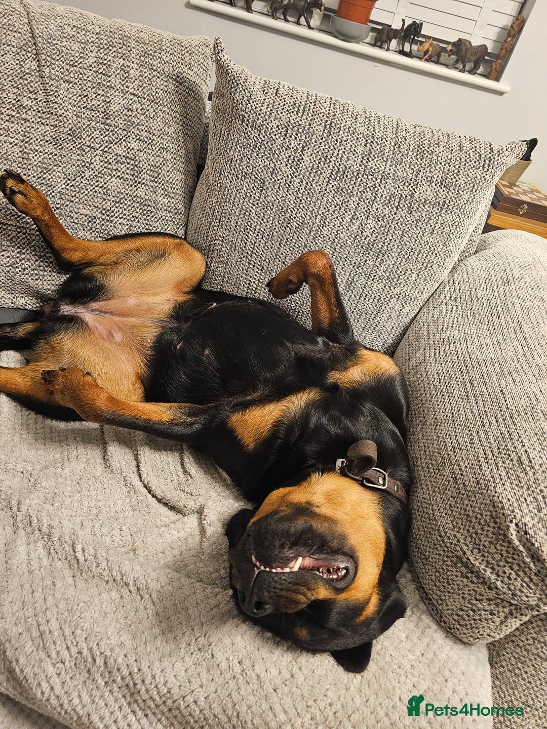 Rottweiler dogs for sale: Beautiful Rottweiler  - Image 4