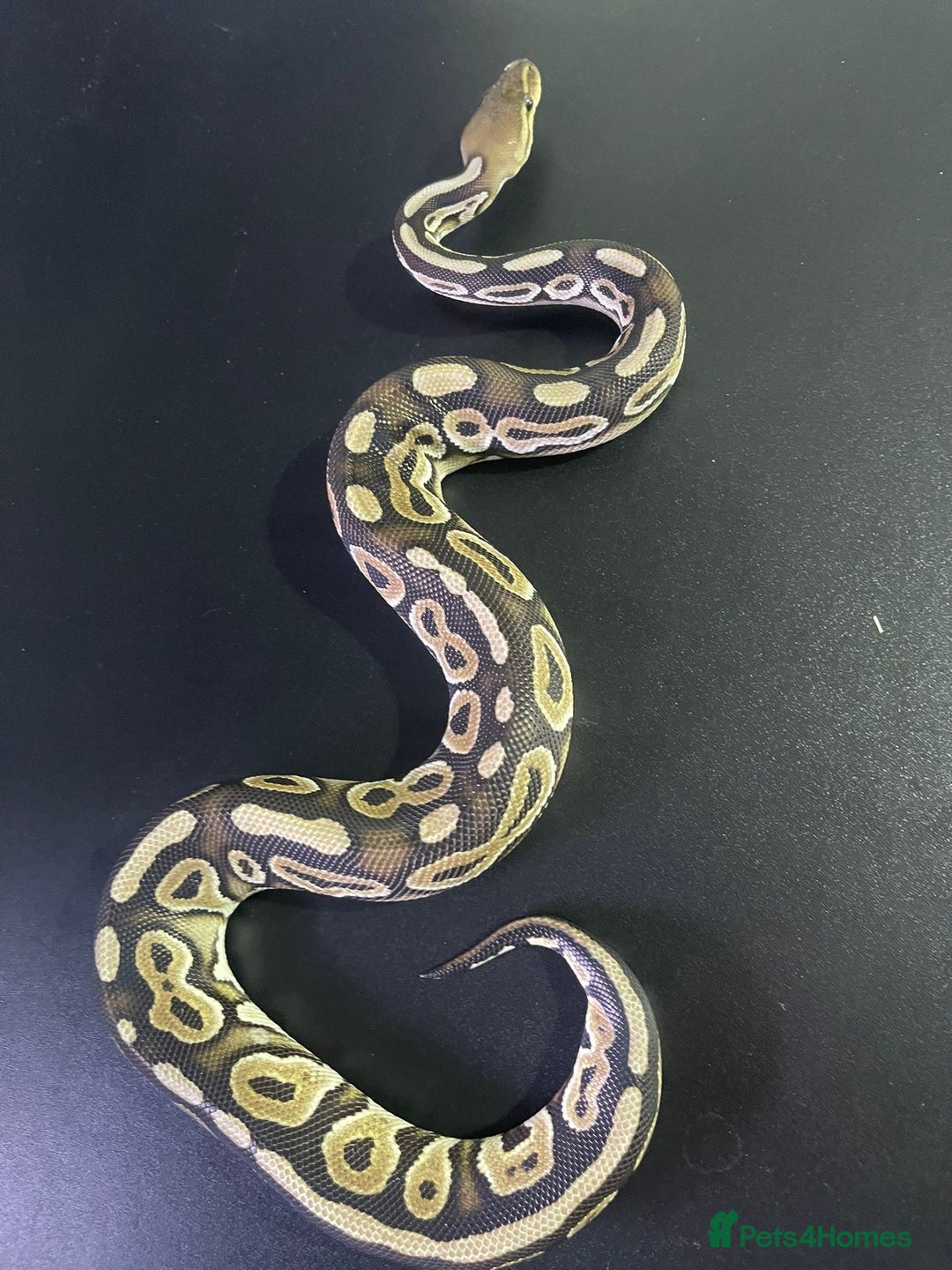 Snake reptiles for sale: Ball/royal pythons - Advert 2