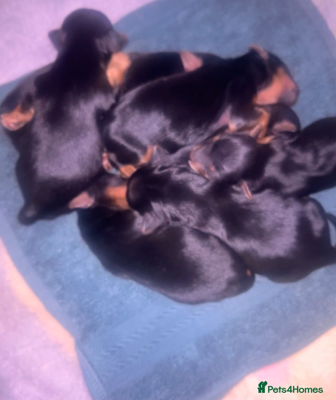 Yorkshire Terrier dogs for sale: Yorkshire terrier  - Advert 4