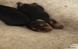 Yorkshire Terrier dogs for sale: Yorkshire terrier puppy’s  - Image 3
