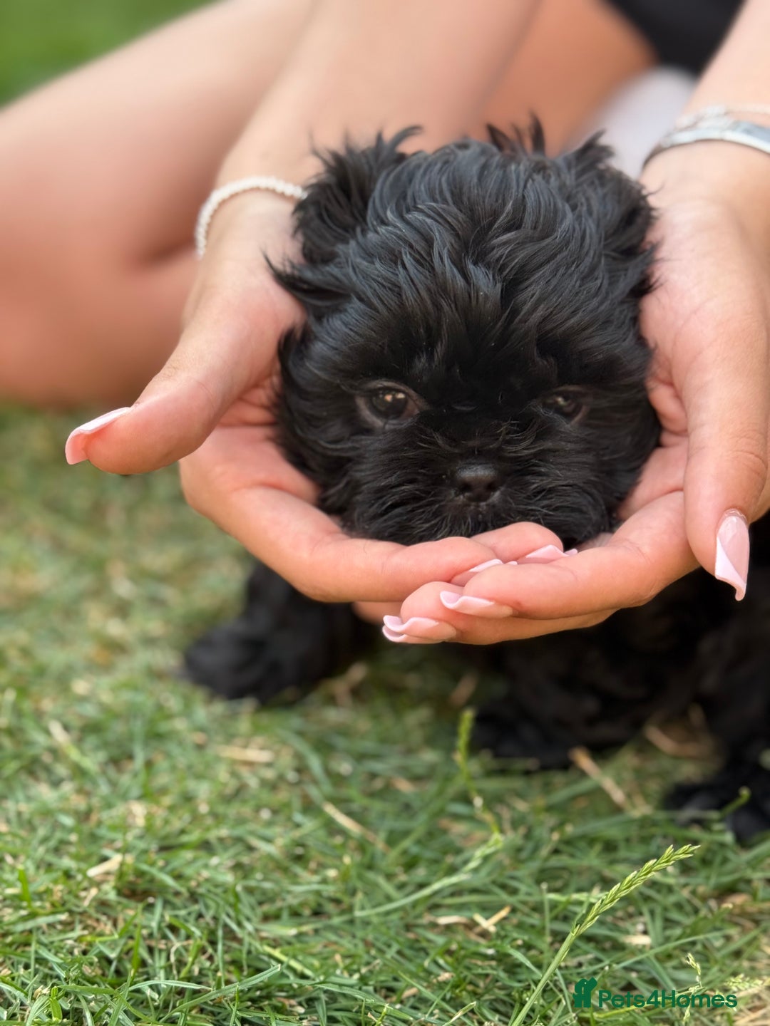 Shih Tzu dogs for sale: Black Shih tzu puppie - Image 3