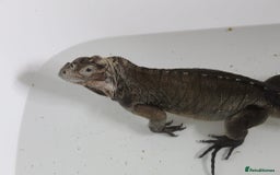 Iguana reptiles for sale: Rhino iguana  - Image 4