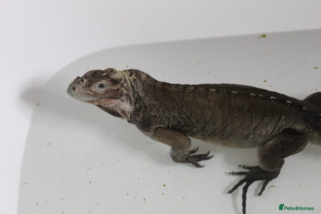 Iguana reptiles for sale: Rhino iguana  - Image 4