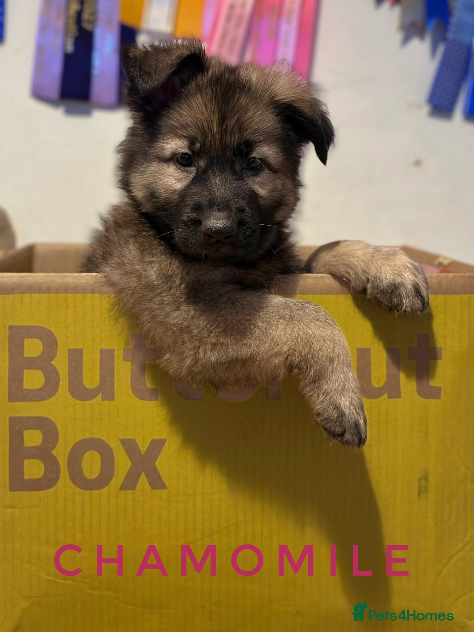 German Shepherd dogs Fully Health Tested, KC registered GSD puppies due - Advert 8